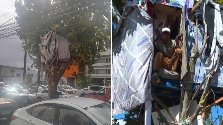 Tras casi dos años: desalojan “casa en el árbol” frente al Hospital Regional de Talca