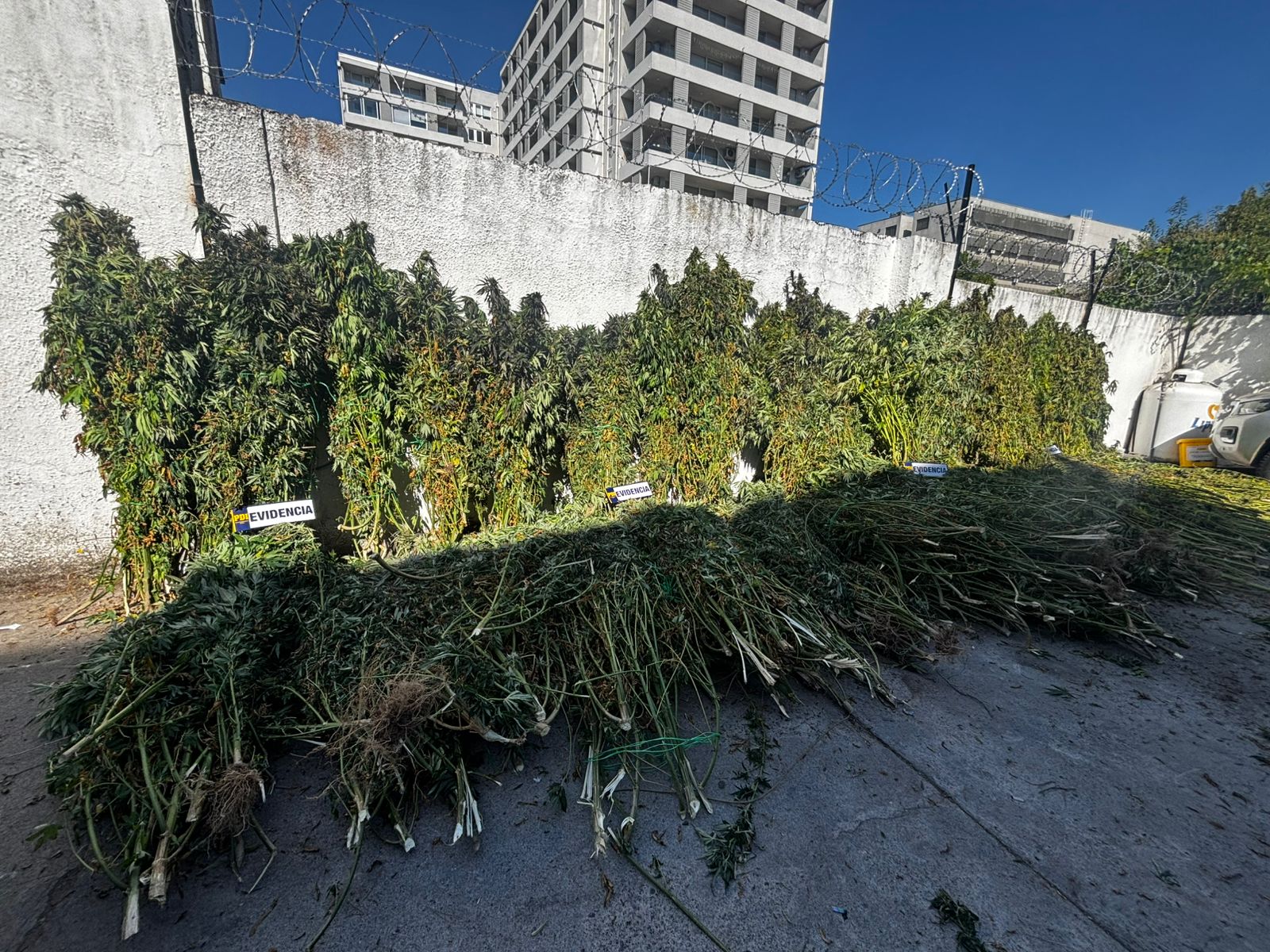 Desarticulan cultivos ilegales de marihuana en San Clemente, Retiro y Longaví: incautan más de 1.700 plantas