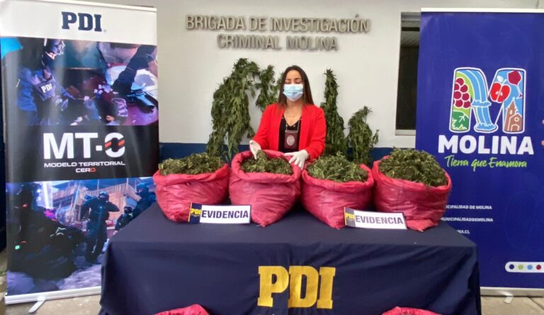 Operativo policial decomisa más de 4.500 plantas de marihuana en Molina