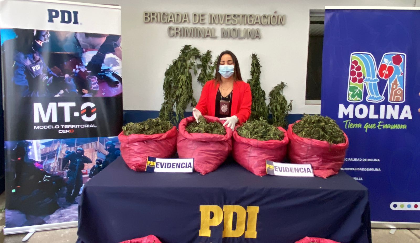Operativo policial decomisa más de 4.500 plantas de marihuana en Molina