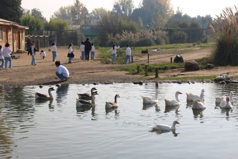 Jardín Botánico de la Universidad de Talca cierra por influenza aviar en aves