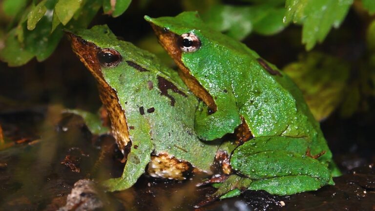 Gobierno reingresa decreto y Contraloría aprueba protección de la ranita de Darwin