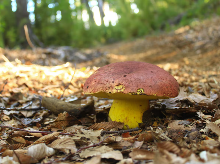 National Geographic impulsa rescate de hongo endémico de Chile en peligro de extinción