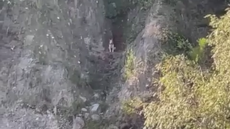 Bomberos realiza operativo para rescatar a perro atrapado en risco de Curicó