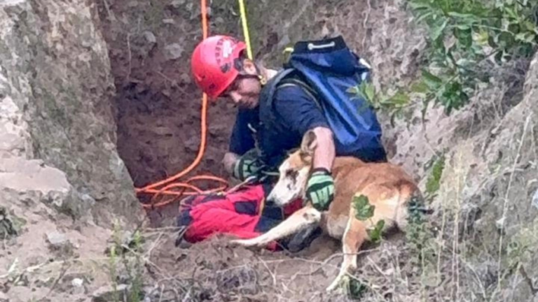 Bomberos logra existoso rescate de perro atrapado en ladera de Curicó