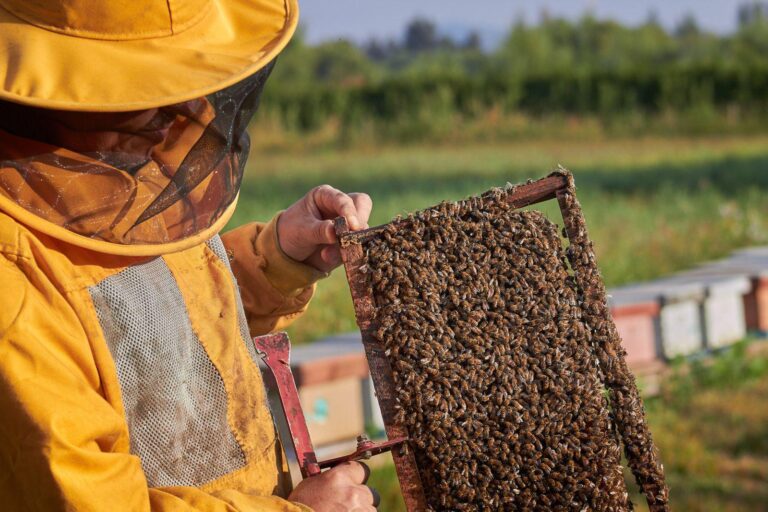 Seminario en Talca abordará impacto de la nueva Ley Apícola en el Maule