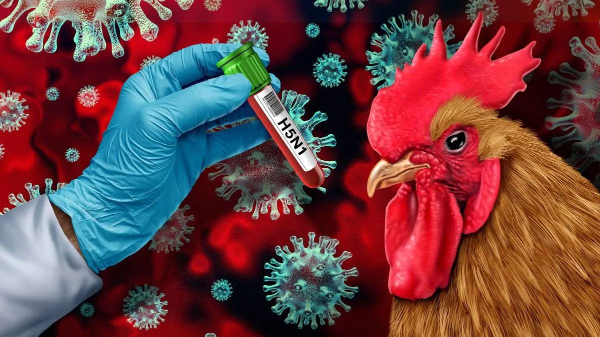 Alerta sanitaria: Confirman brotes de gripe aviar en Ñuble y nuevo caso en el Maule