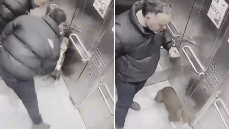 VIDEO | Rescatan a pitbull tras brutal agresión de su dueño en Ñuñoa