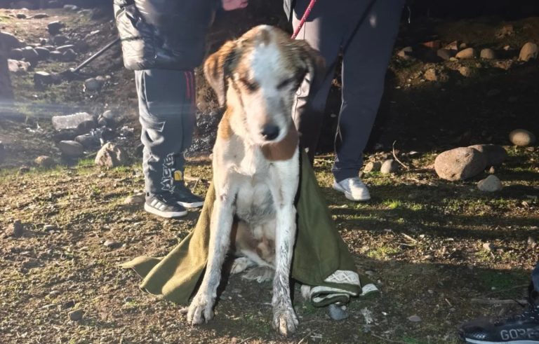 Bomberos rescatan a perro enterrado bajo el barro en Puente Alto