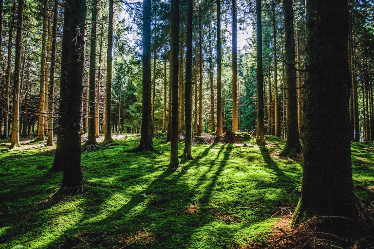 Para enfrentar la sequía: investigadores buscan desarrollar árboles resistentes al cambio climático