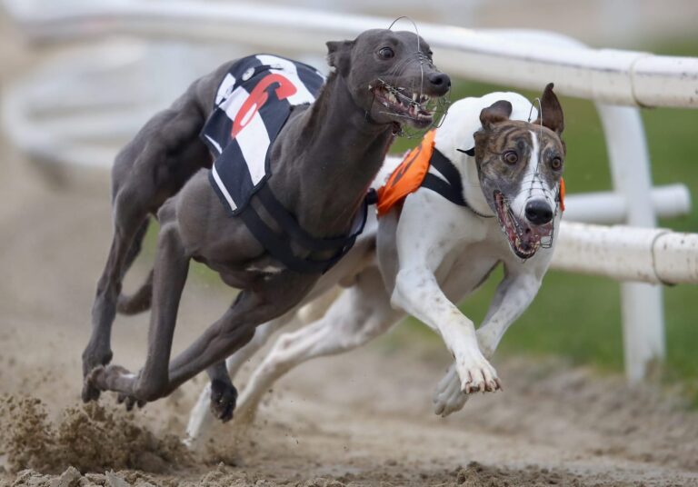 Congreso enfrenta decisiva votación sobre carreras de galgos en Chile y debate entre prohibir o regular