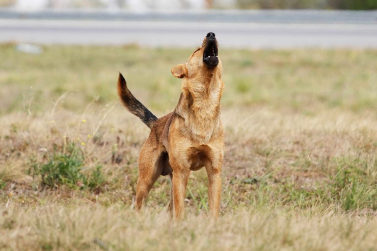 Avanza proyecto que permitiría cazar perros asilvestrados en Chile