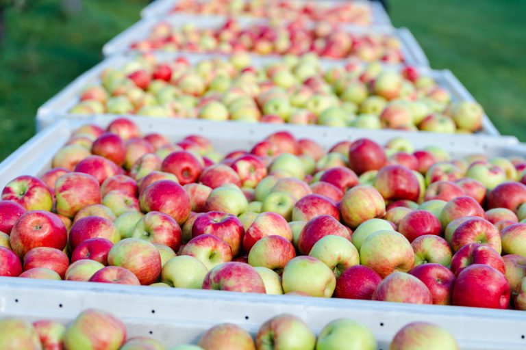 Estudio de UTalca busca reducir daños en manzanas para exportación: impactos afectan hasta 12% de la producción